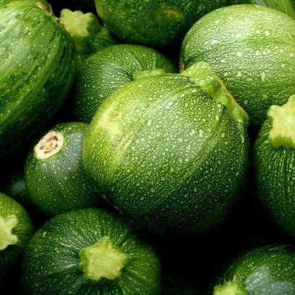 100 Round Zucchini Squash Seeds - Seed World