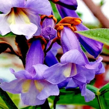 100 Royal Empress Tree Seeds - Seed World