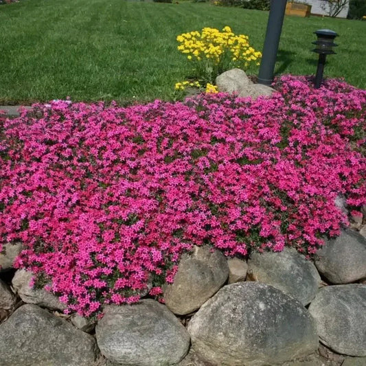 100 Scarlet Flame Creeping Phlox Seeds - Seed World