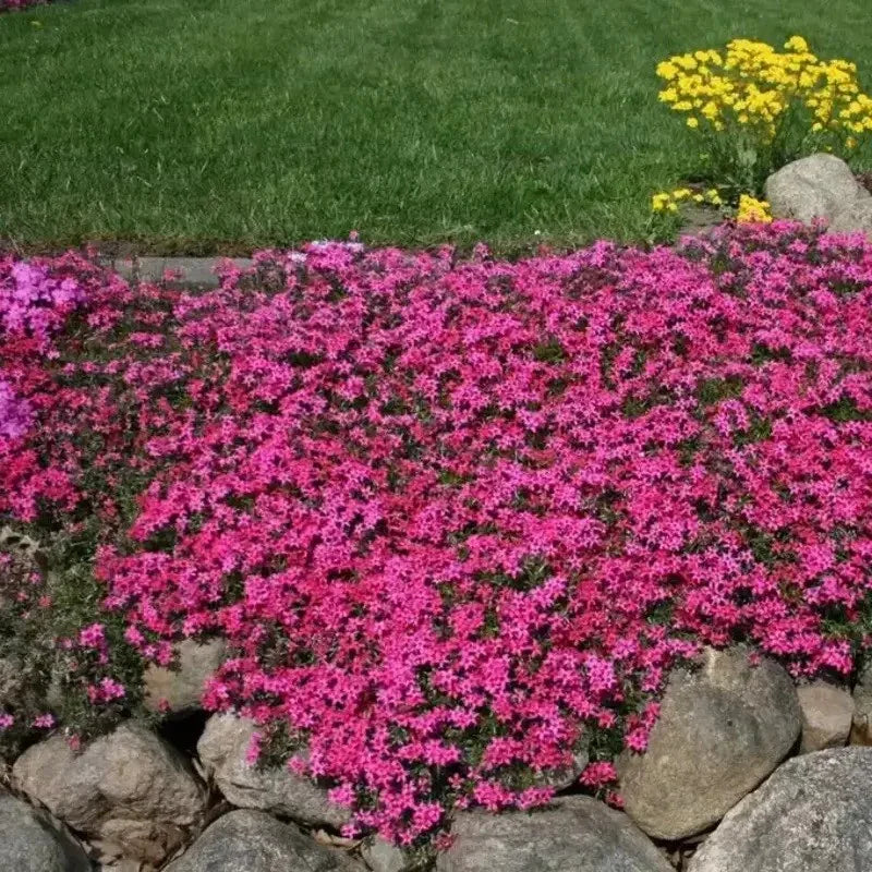 100 Scarlet Flame Creeping Phlox Seeds - Seed World