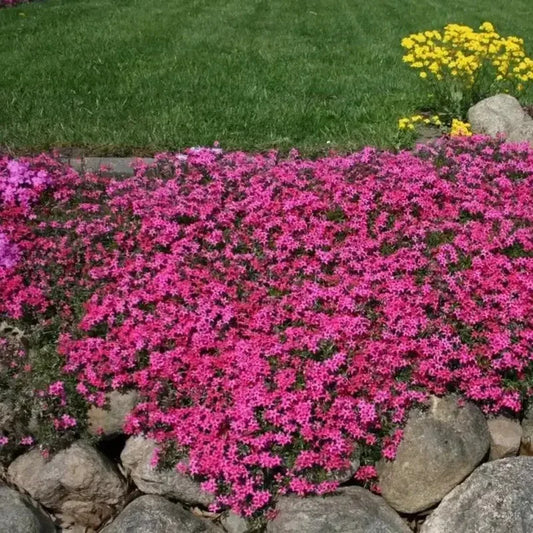 100 Scarlet Flame Creeping Phlox Seeds - Seed World