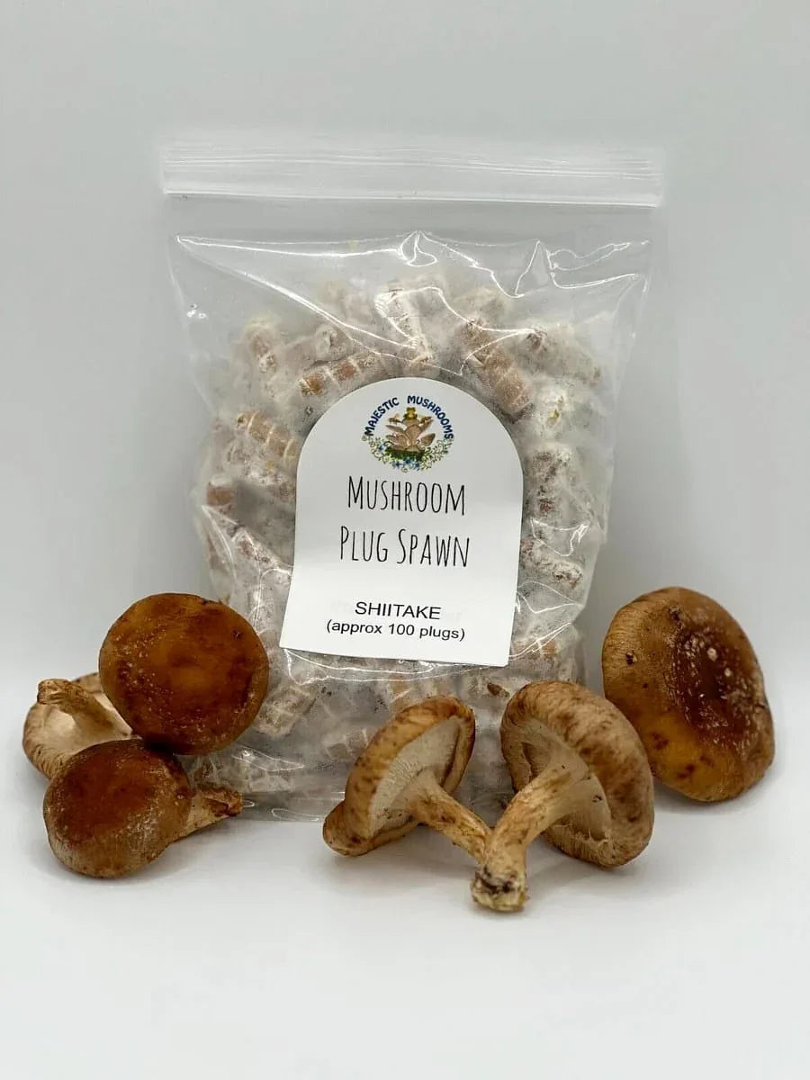 100 Shiitake Mushroom Plug Spawn – Easy Log Inoculation - Seed World