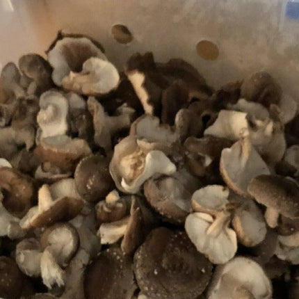 100 Shiitake Mushroom Plug Spawn – Easy Log Inoculation - Seed World