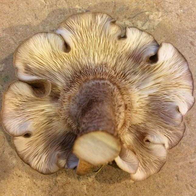100 Shiitake Mushroom Plug Spawn – Easy Log Inoculation - Seed World
