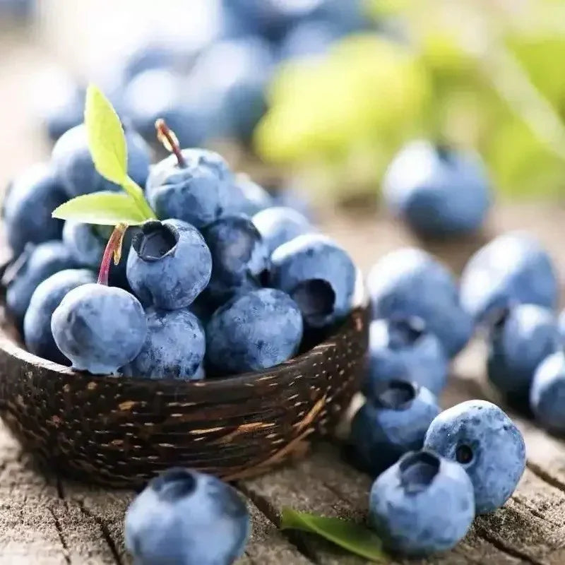 100 Southern Blueberry Seeds - Seed World