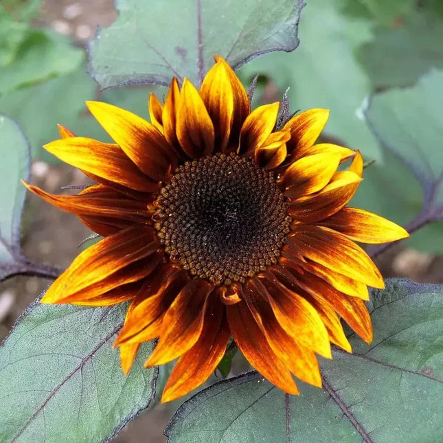 100 Sunflower Earthwalker Seeds - Seed World