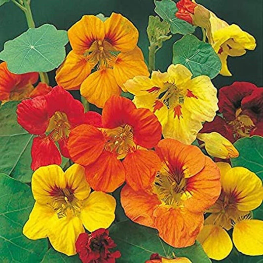 100 Tall Trailing Mix Nasturtium Seeds - Seed World