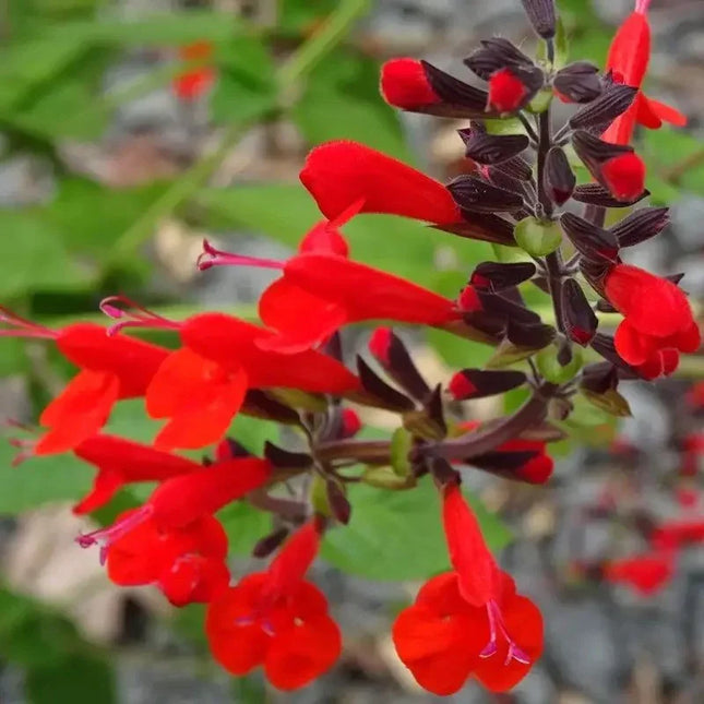100 Texas Red Sage Seeds - Salvia Coccinea - Seed World