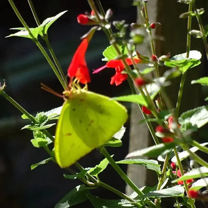 100 Texas Red Sage Seeds - Salvia Coccinea - Seed World