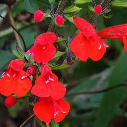 100 Texas Red Sage Seeds - Salvia Coccinea - Seed World