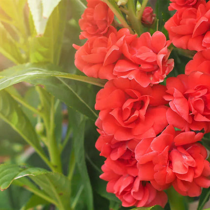 100 Tom Thumb Dwarf Impatiens Seeds - Mix - Seed World