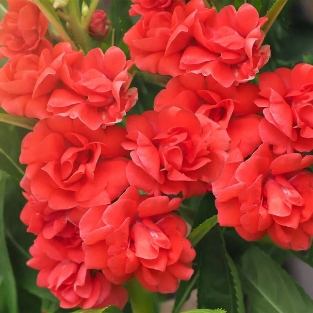 100 Tom Thumb Dwarf Impatiens Seeds - Mix - Seed World
