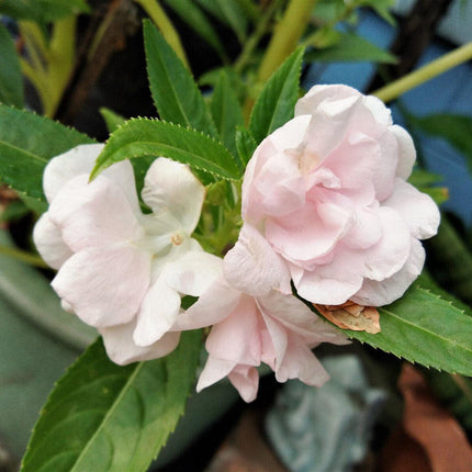 100 Tom Thumb Dwarf Impatiens Seeds - Mix - Seed World