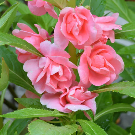 100 Tom Thumb Dwarf Impatiens Seeds - Mix - Seed World