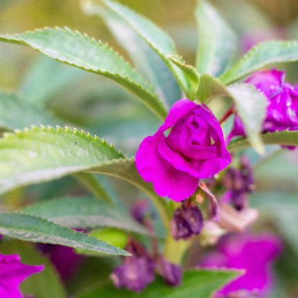 100 Tom Thumb Dwarf Impatiens Seeds - Mix - Seed World
