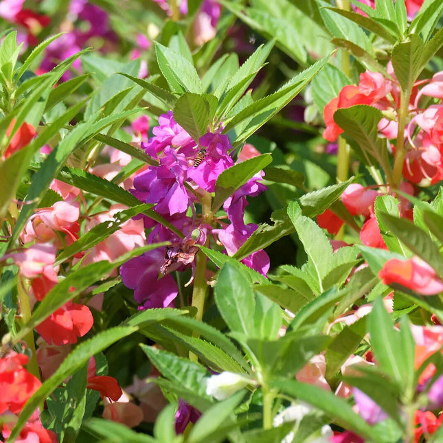 100 Tom Thumb Dwarf Impatiens Seeds - Mix - Seed World