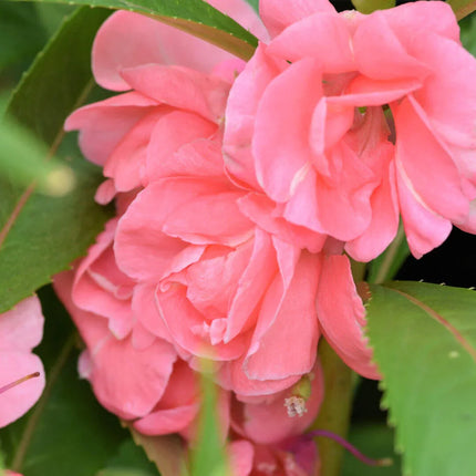 100 Tom Thumb Dwarf Impatiens Seeds - Mix - Seed World
