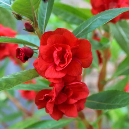 100 Tom Thumb Dwarf Impatiens Seeds - Mix - Seed World