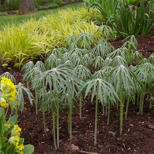 100 Cyperus Umbrella Plant Seeds
