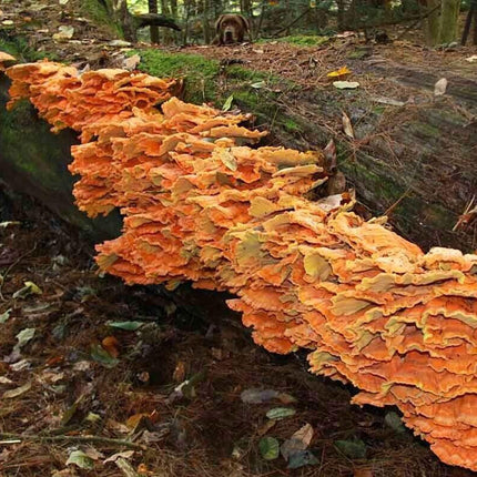 100 Variety Pack - Mushroom Plug Spawn - Seed World