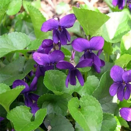 100 Viola Queen Charlotte Flower Seeds - Seed World