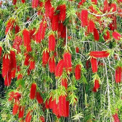 100 Weeping Bottle Brush Tree Seeds - Seed World