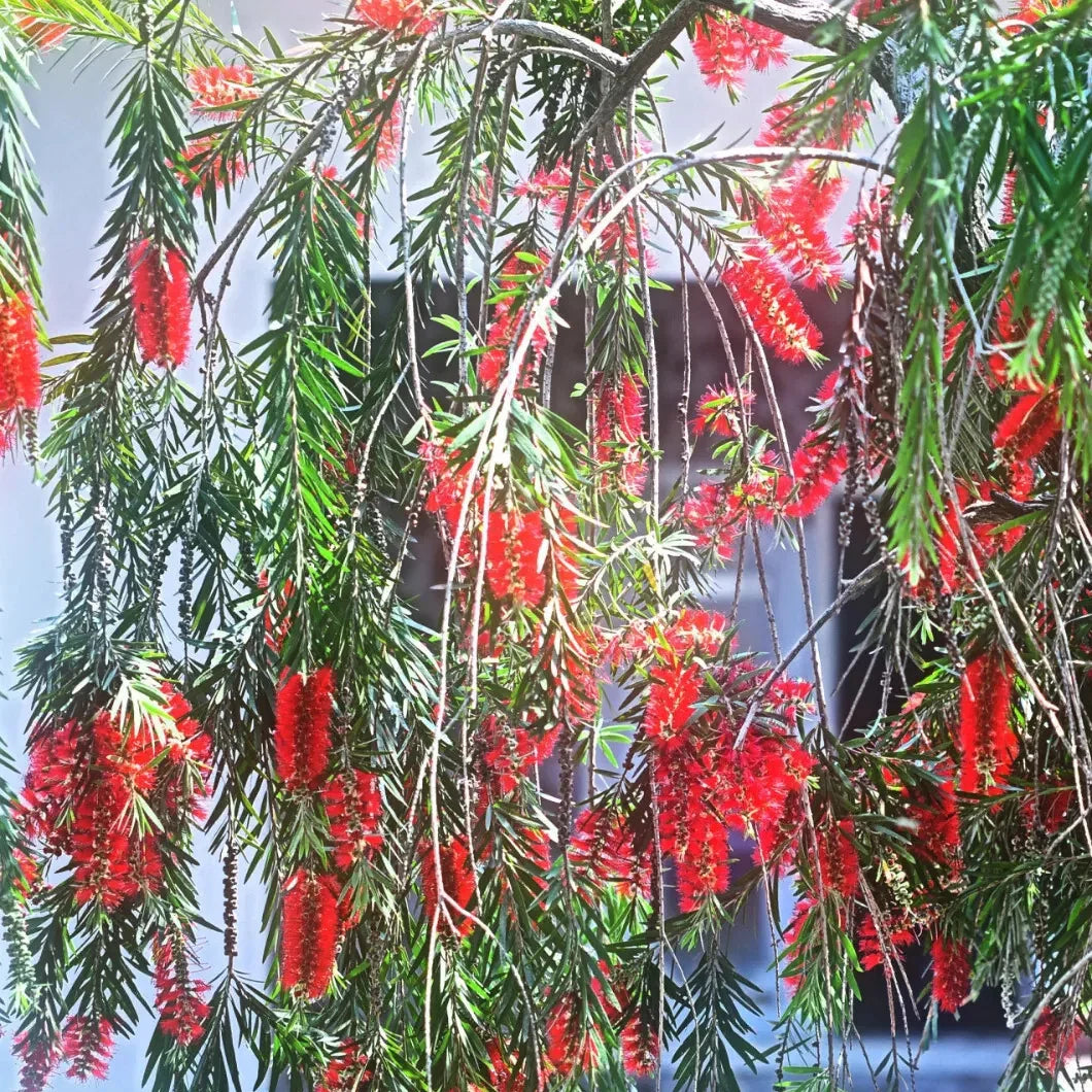 bottlebrush plant seeds 100 Weeping Bottle Brush Tree Seeds