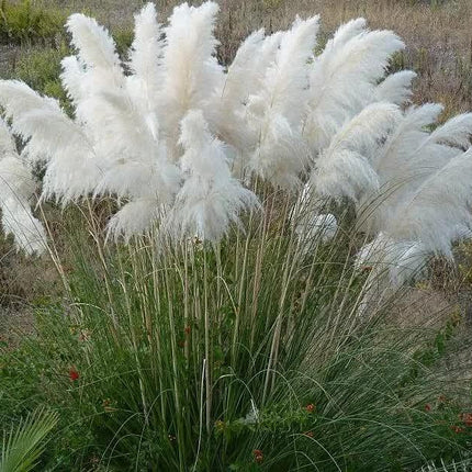 100 White Pampas Grass Seeds - Seed World