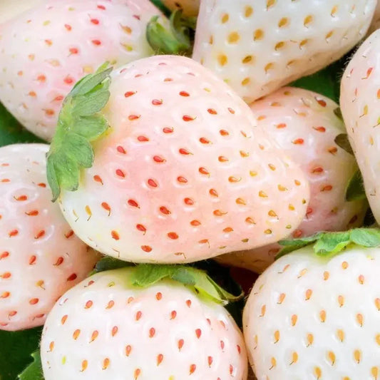 100 White Soul Strawberry - Fragaria Vesca Seeds - Seed World