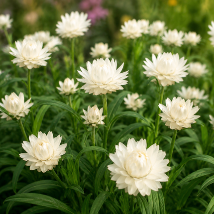 100 White Strawflower - Helichrysum Seeds