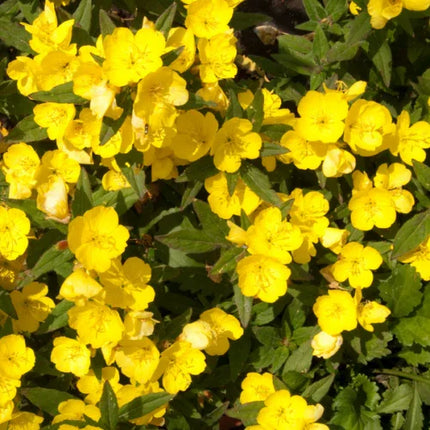 100 Yellow Evening Primrose Seeds - Seed World