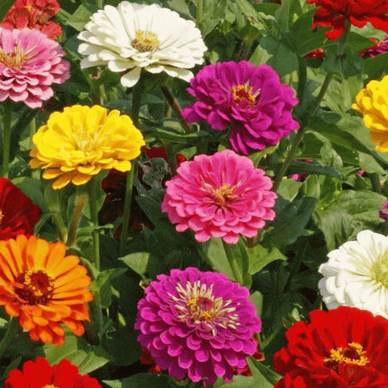 100 Zinnia California Giant Mix Seeds - Seed World
