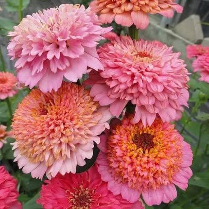 100 Zinnia Seeds - Cupcakes Pink Mix - Seed World
