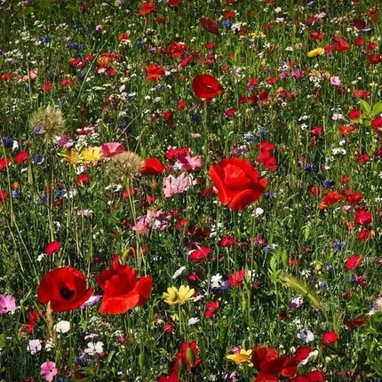 1000 All Perennial Wild Flower Mix Seeds - Seed World