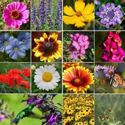1000 All Perennial Wild Flower Mix Seeds - Seed World