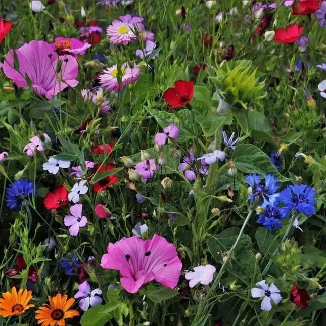 1000 All Perennial Wild Flower Mix Seeds - Seed World