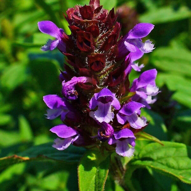 1000 Allheal Seeds - Prunella vulgaris - Seed World