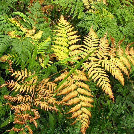 1000 Autumn Fern Spores Seeds