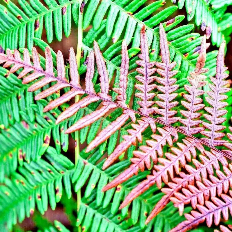 1000 Autumn Fern Spores Seeds – Dryopteris erythrosora - Seed World