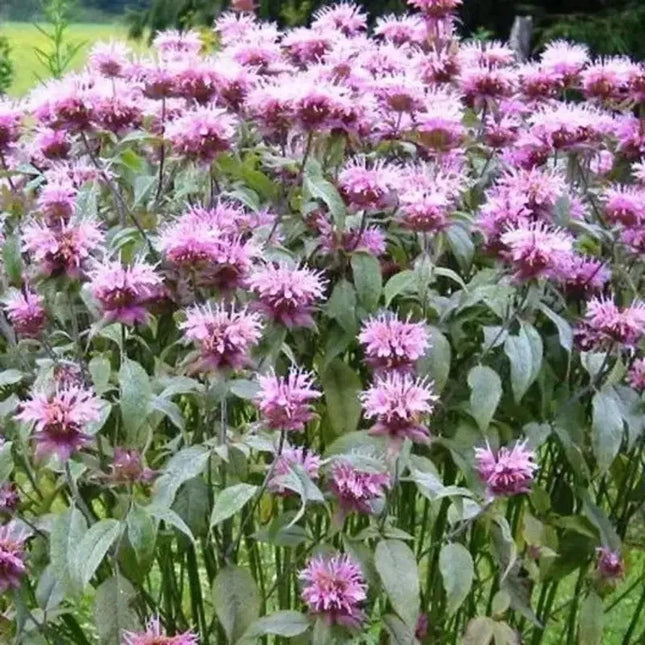 1000 Bee Balm - Wild Bergamot Seeds - Seed World