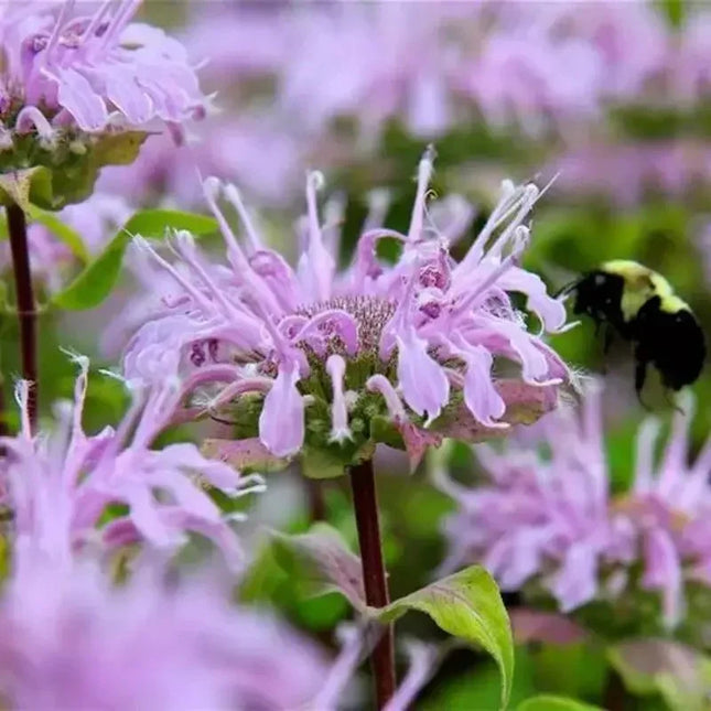 1000 Bee Balm - Wild Bergamot Seeds - Seed World