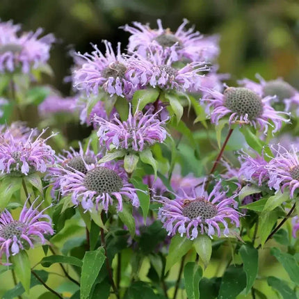 1000 Bee Balm - Wild Bergamot Seeds - Seed World