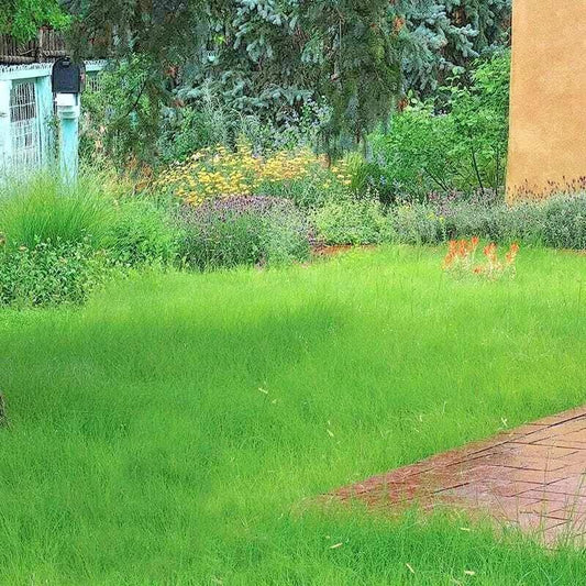 1000 Blue Grama Grass Seeds - Seed World
