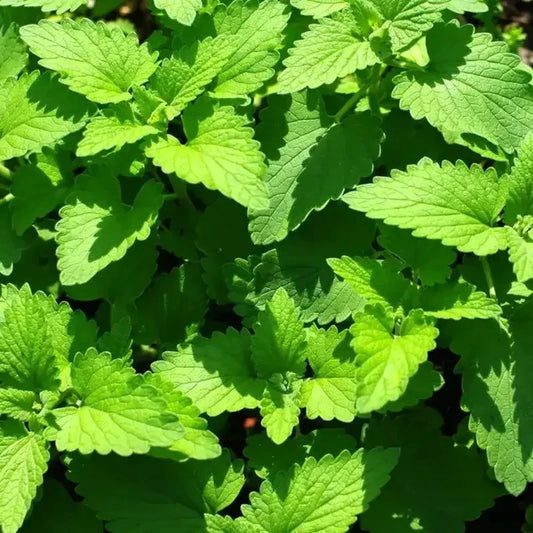 1000 Catnip Cat Mint Herb Seeds - Seed World