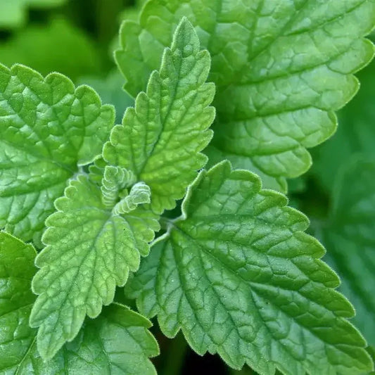 1000 Catnip Cat Mint Herb Seeds - Seed World