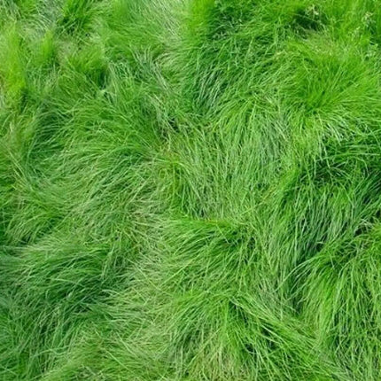 1000 Creeping Red Fescue Seeds - Seed World