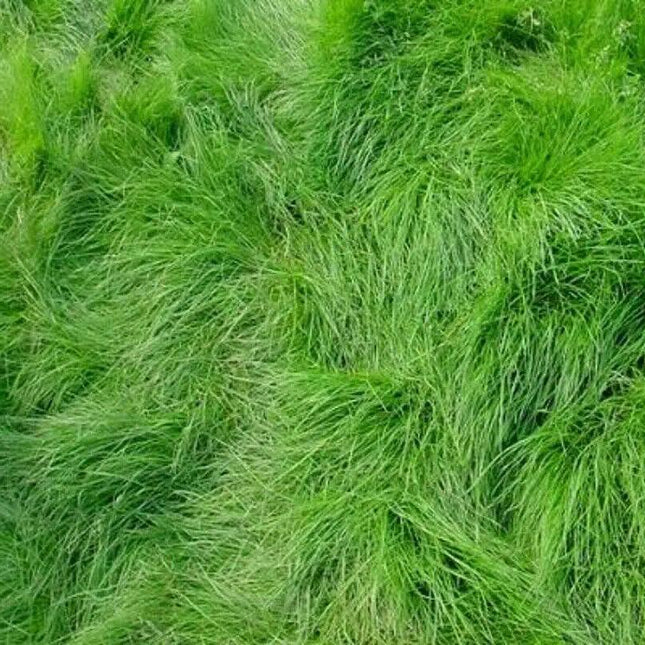 1000 Creeping Red Fescue Seeds - Seed World