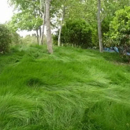 1000 Creeping Red Fescue Seeds - Seed World