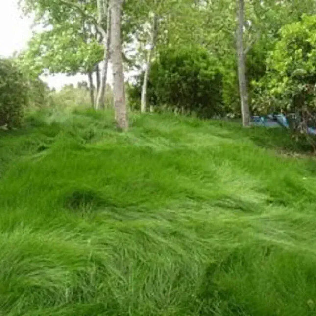1000 Creeping Red Fescue Seeds - Seed World