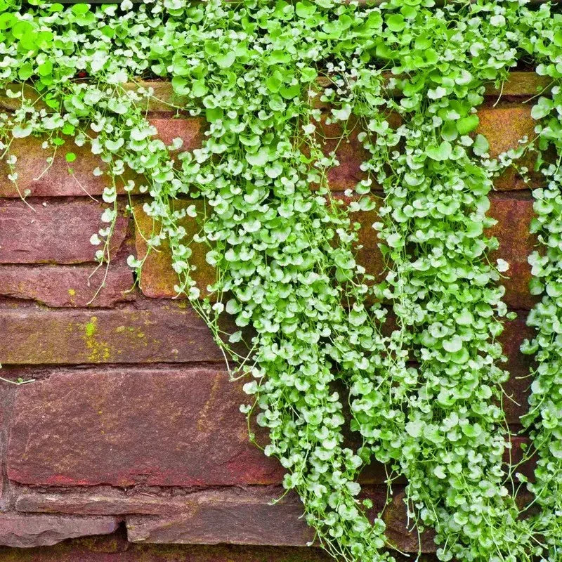 1000 Dichondra Repens Seeds - Seed World